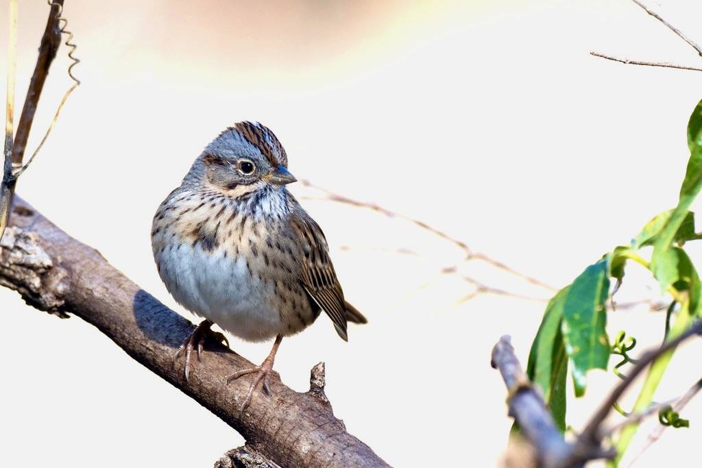 Lincoln's Sparrow by Mick Thompson1 is licensed under CC BY-NC 2.0.
